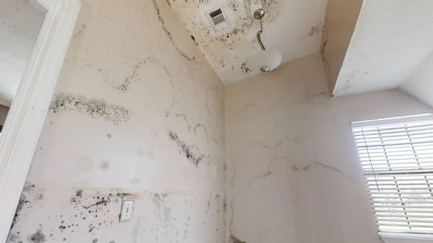 Trusted Carefree, AZ Mold Removal Experts