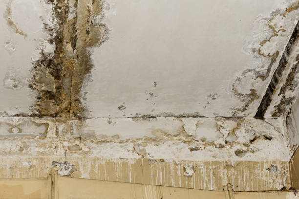 Best Basement Mold Removal  in Carefree, AZ
