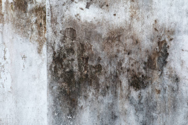 Best Air Quality Testing for Mold Spores  in Carefree, AZ
