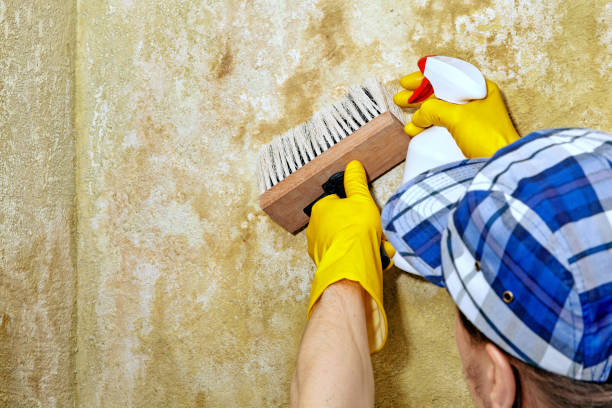 Best Dehumidification Services  in Carefree, AZ