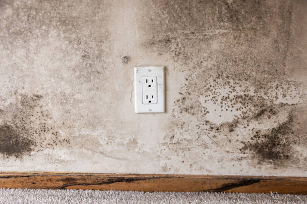 Mold Remediation for Rental Properties in Carefree, AZ